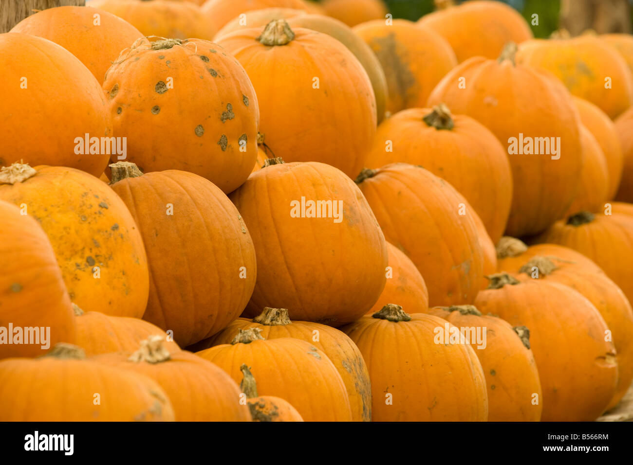 Un fantastico display di zucche Foto Stock