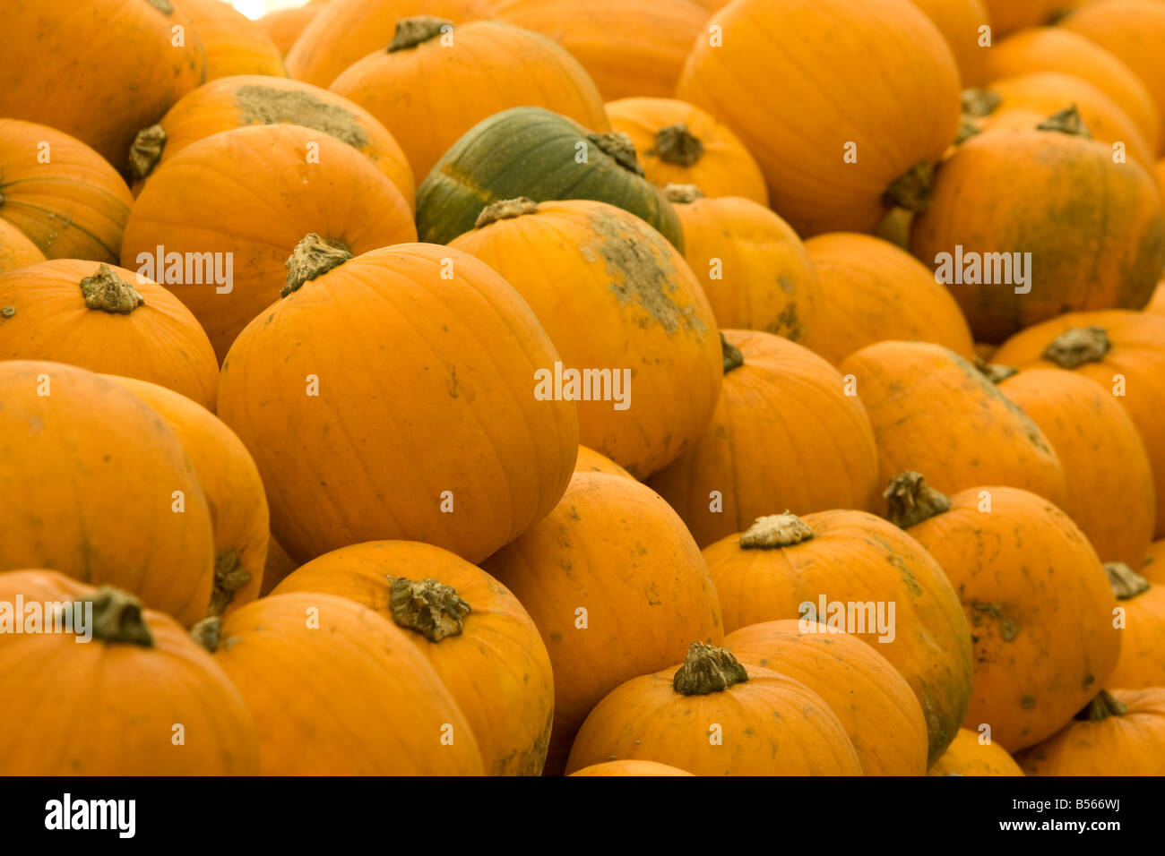 Un fantastico display di zucche Foto Stock