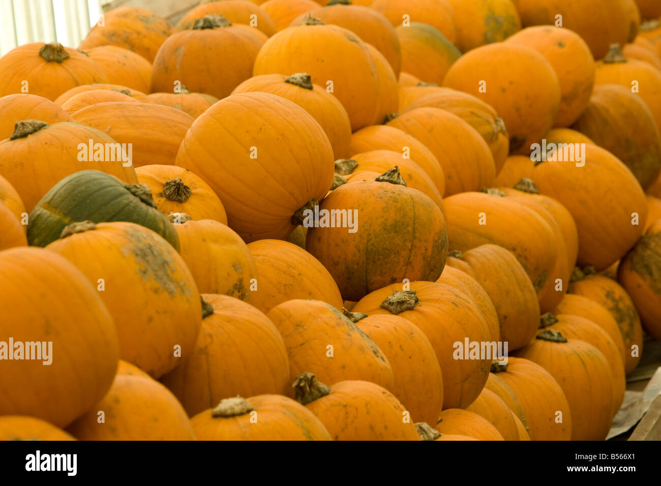 Un fantastico display di zucche Foto Stock