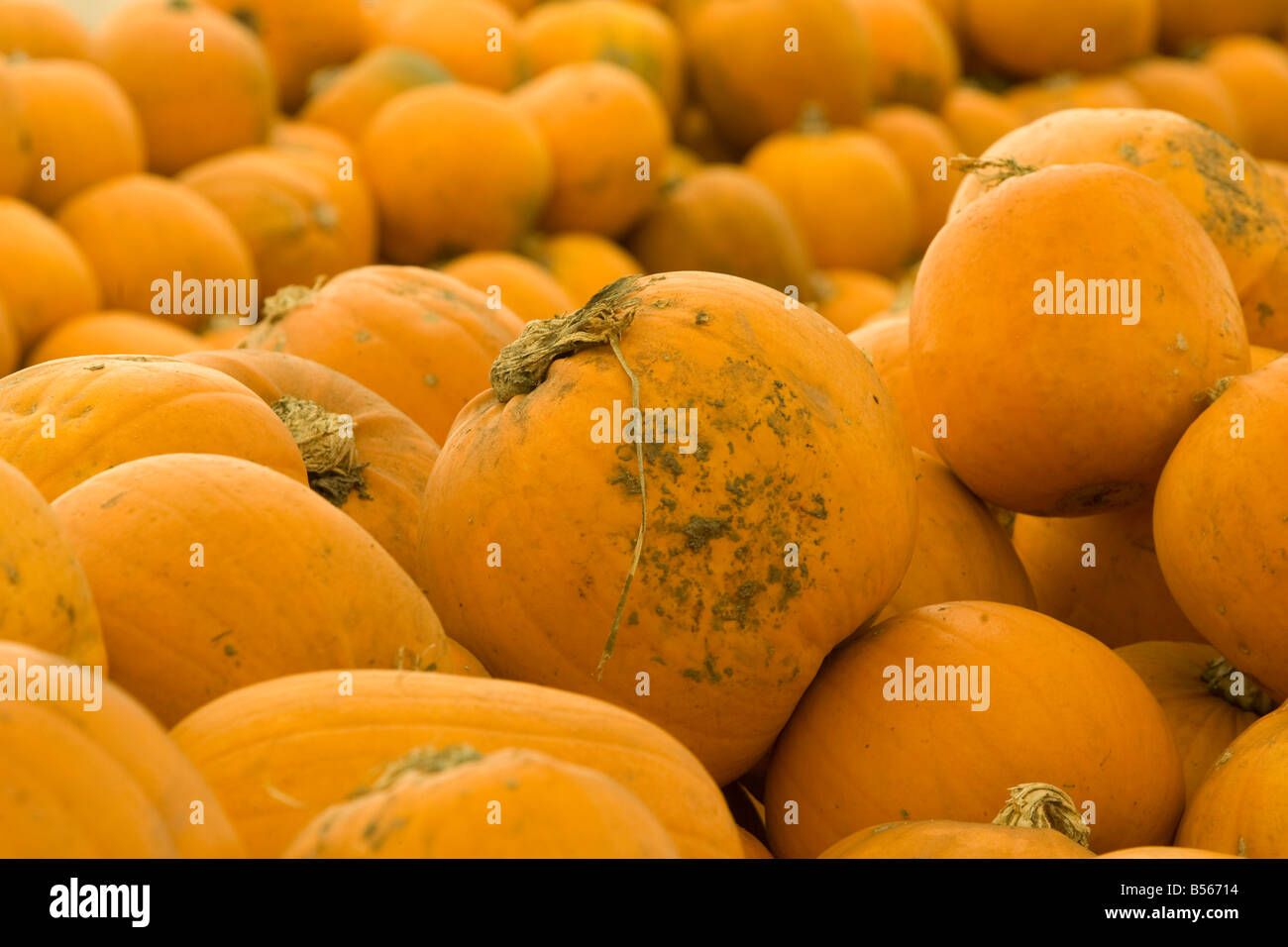Un fantastico display di zucche Foto Stock