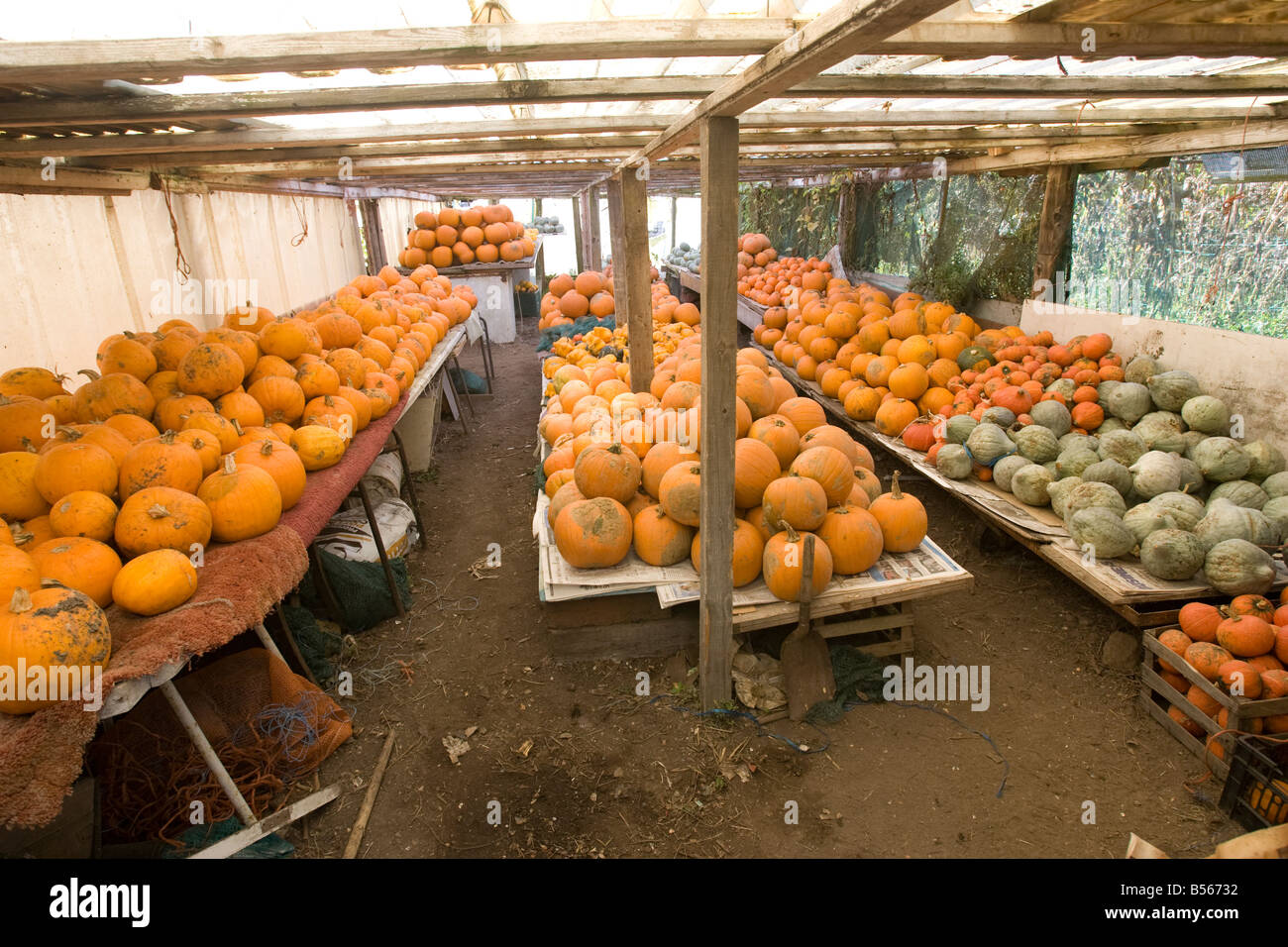 Un fantastico display di zucche Foto Stock