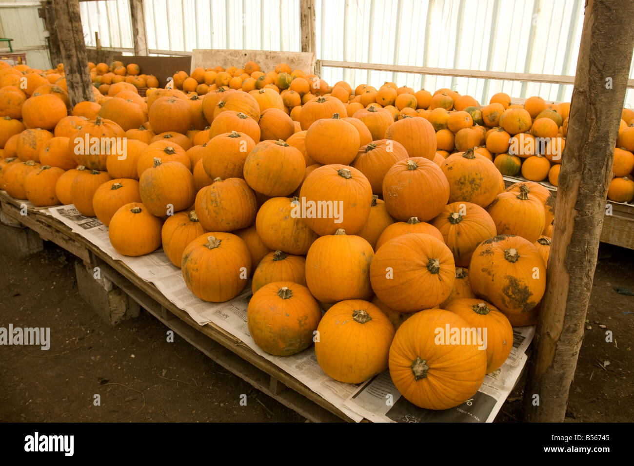 Un fantastico display di zucche Foto Stock