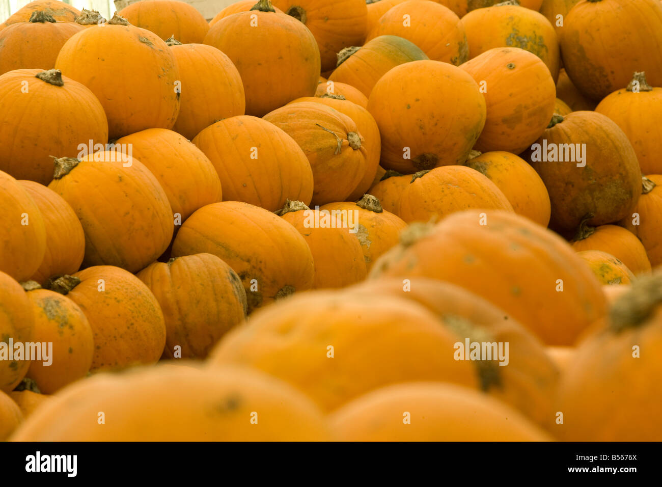 Un fantastico display di zucche Foto Stock