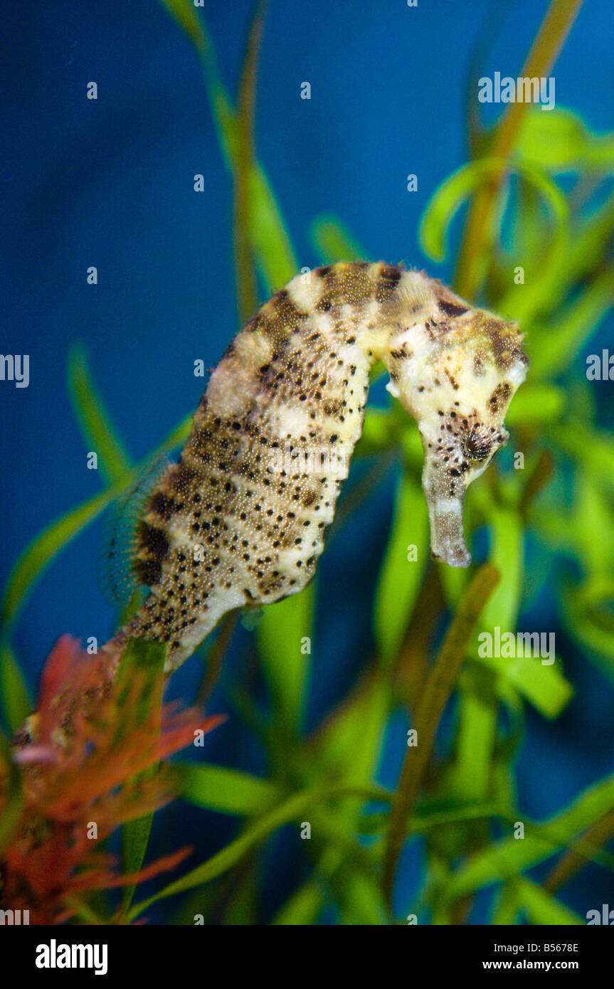 Un cavalluccio galleggianti in un acquario con piante fanerogame in background all'Roanoke North Carolina Aquarium USA Foto Stock