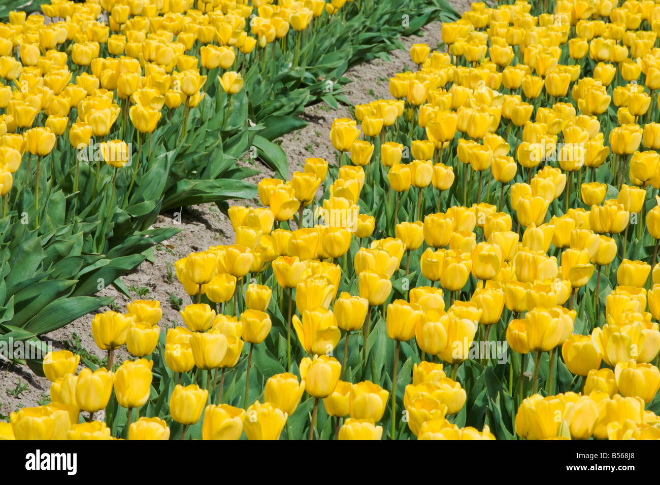 Un bellissimo campo di tulipani Foto Stock