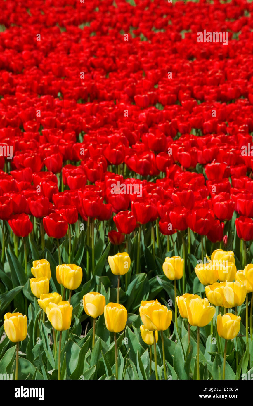 Un bellissimo campo di tulipani Foto Stock