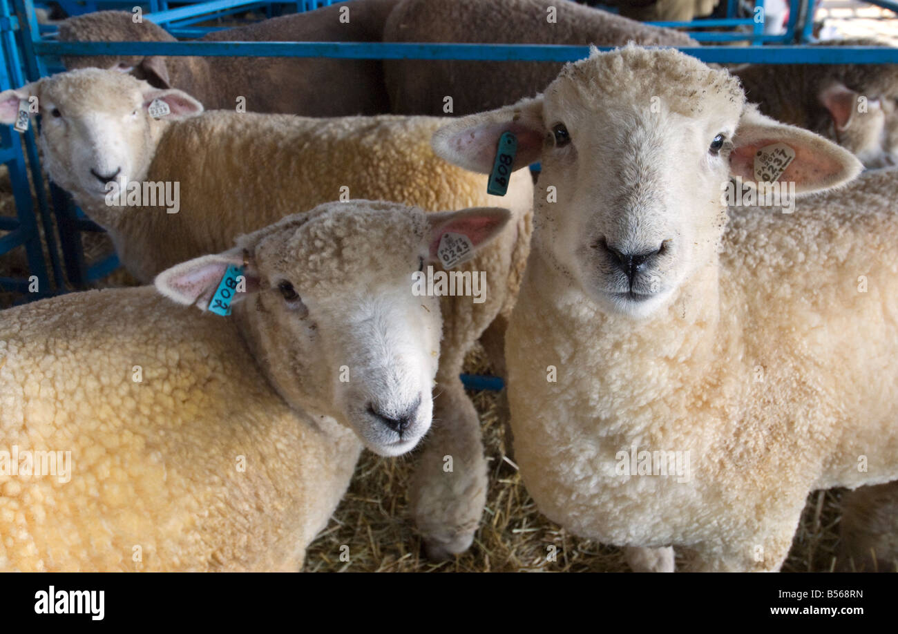 Romney ovini all'annuale Pecore e lana Festival in Rhinebeck New York Foto Stock