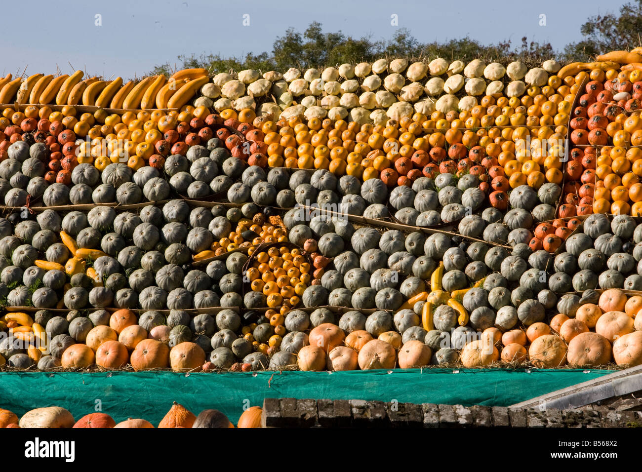 Visualizzazione di zucche Foto Stock