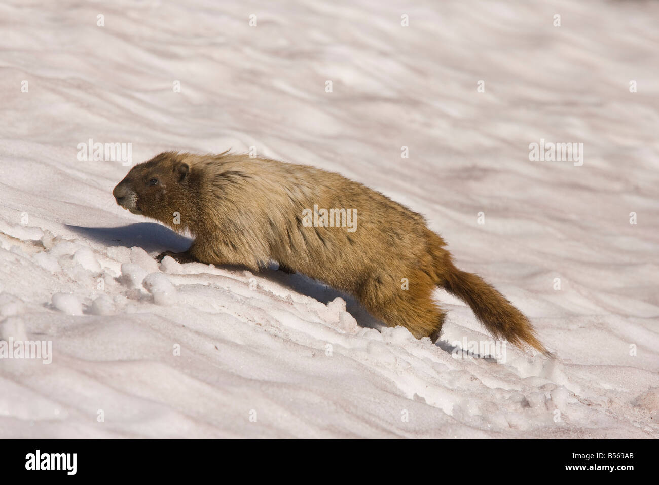 Annoso marmotta Marmota caligata sulla patch di neve alta sul Monte Rainier Cascade Mountains Washington Foto Stock