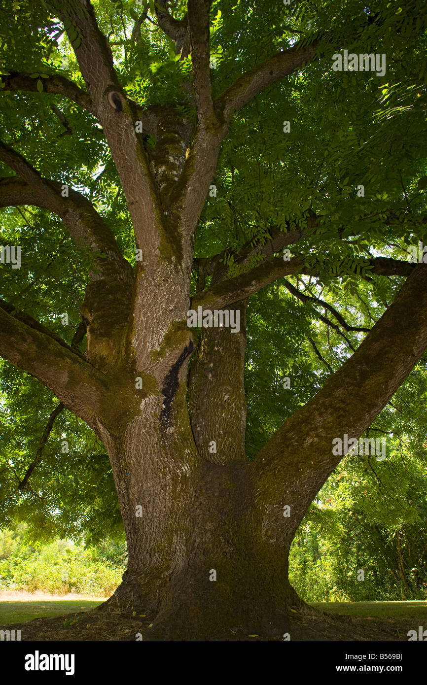 Antica Black Walnut Tree Juglans nigra a Willamette Missione del parco statale Oregon Foto Stock