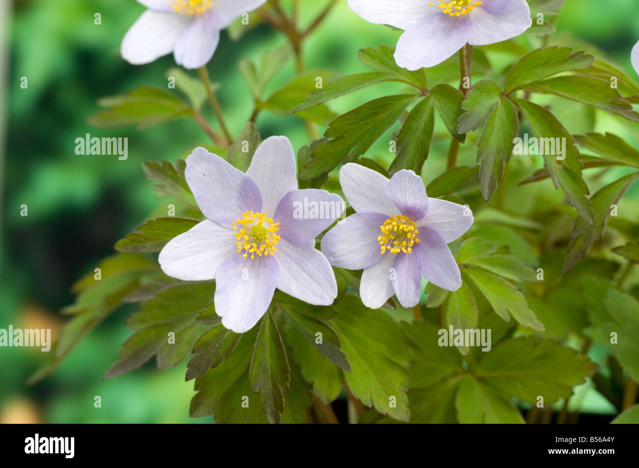 Dolce di fiori di Anemone nemerosa 'Robinsoniana' Foto Stock