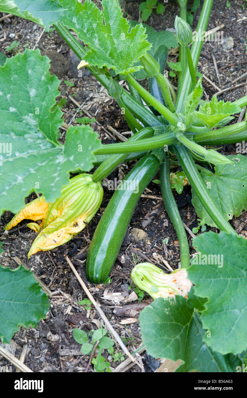 Fiore e frutto di zucchine "Picchio" F1 Foto Stock