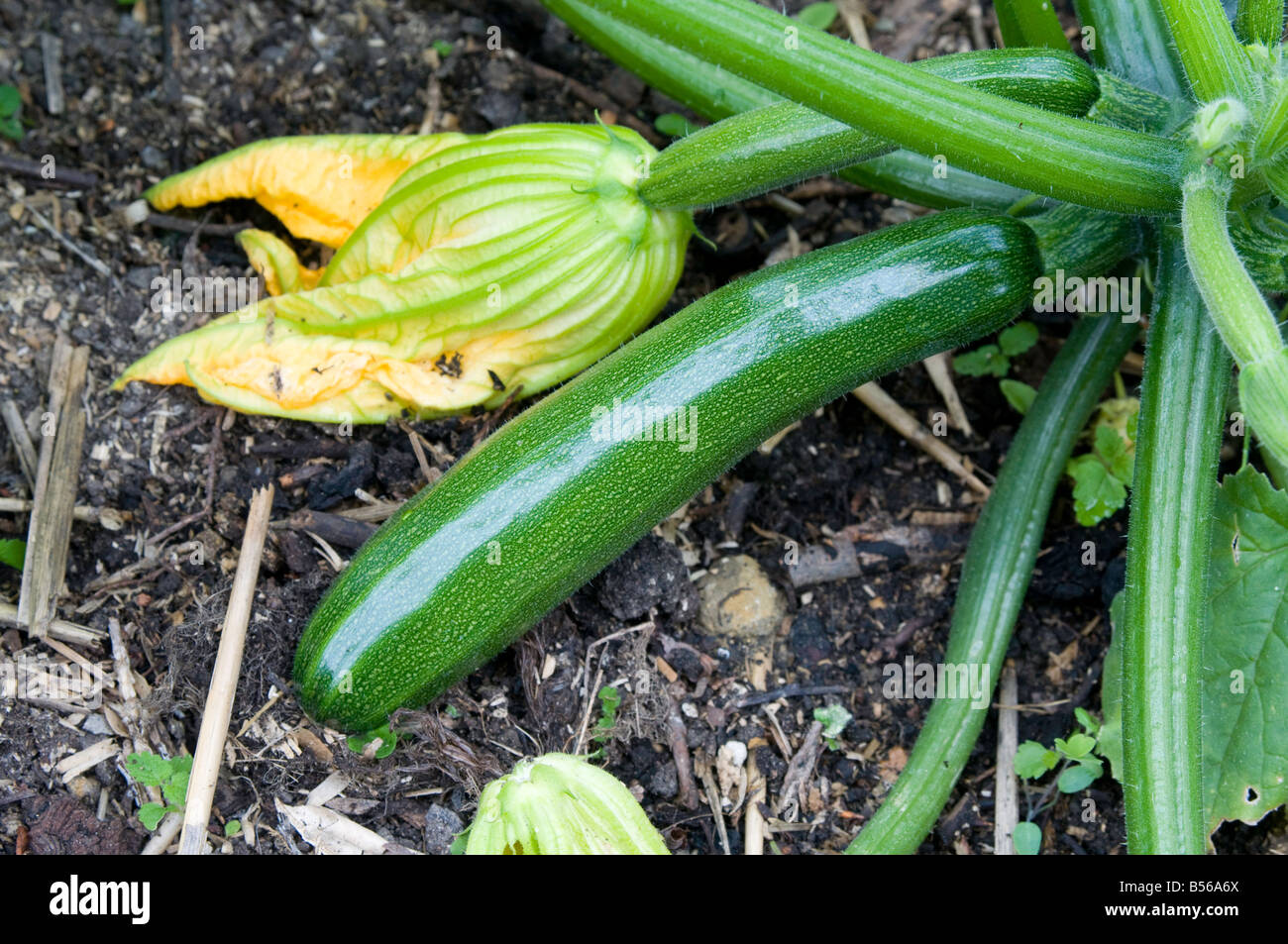 Fiore e frutto di zucchine "Picchio" F1 Foto Stock
