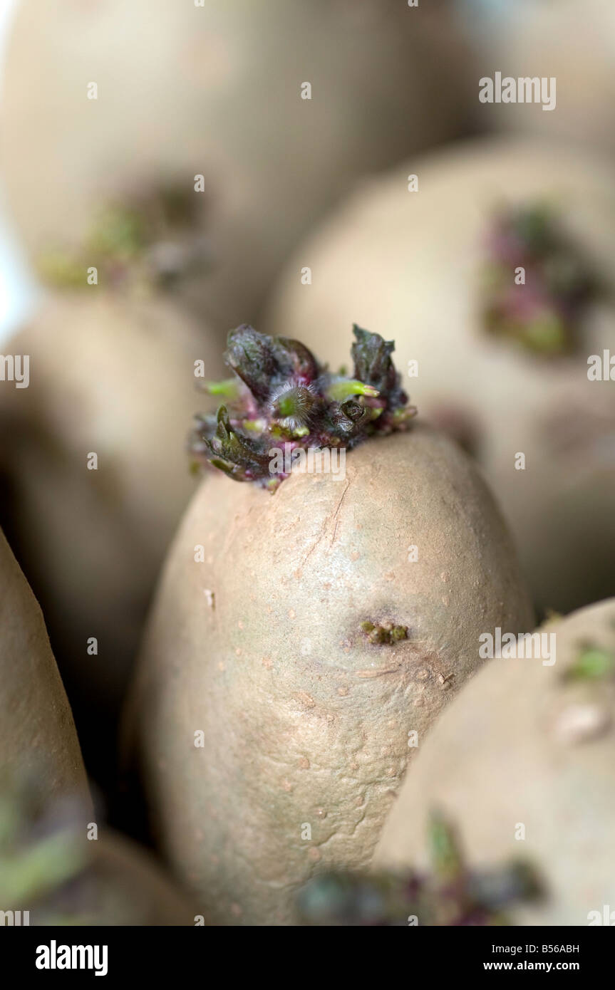 I tuberi di patata chitting (varietà " Pixie') Foto Stock