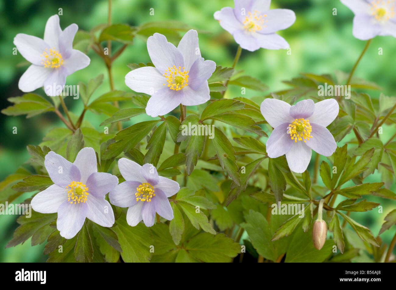 Dolce di fiori di Anemone nemerosa 'Robinsoniana' Foto Stock