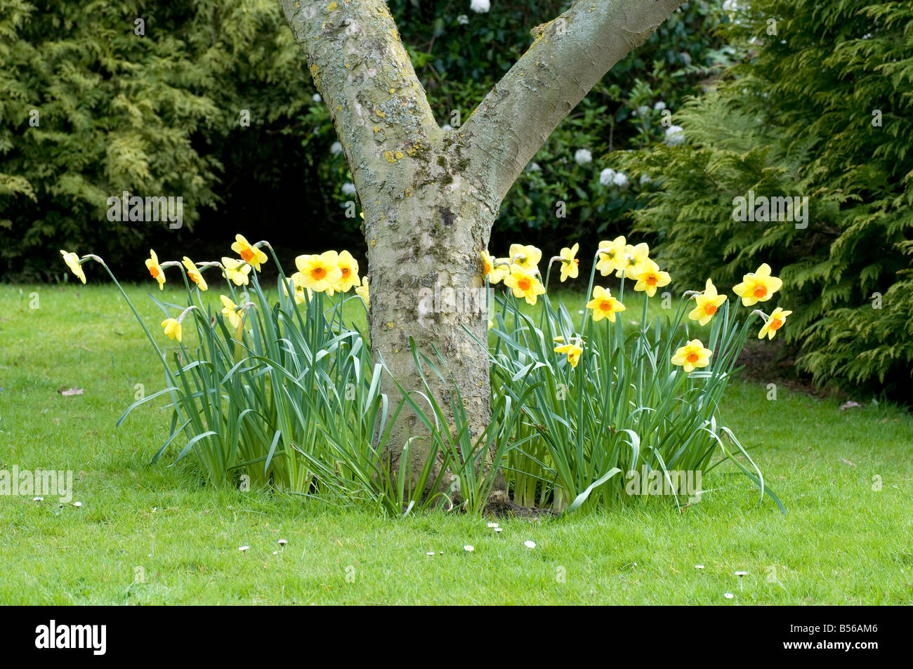 Narcissus 'Pipe Major' a base di mela albero Foto Stock