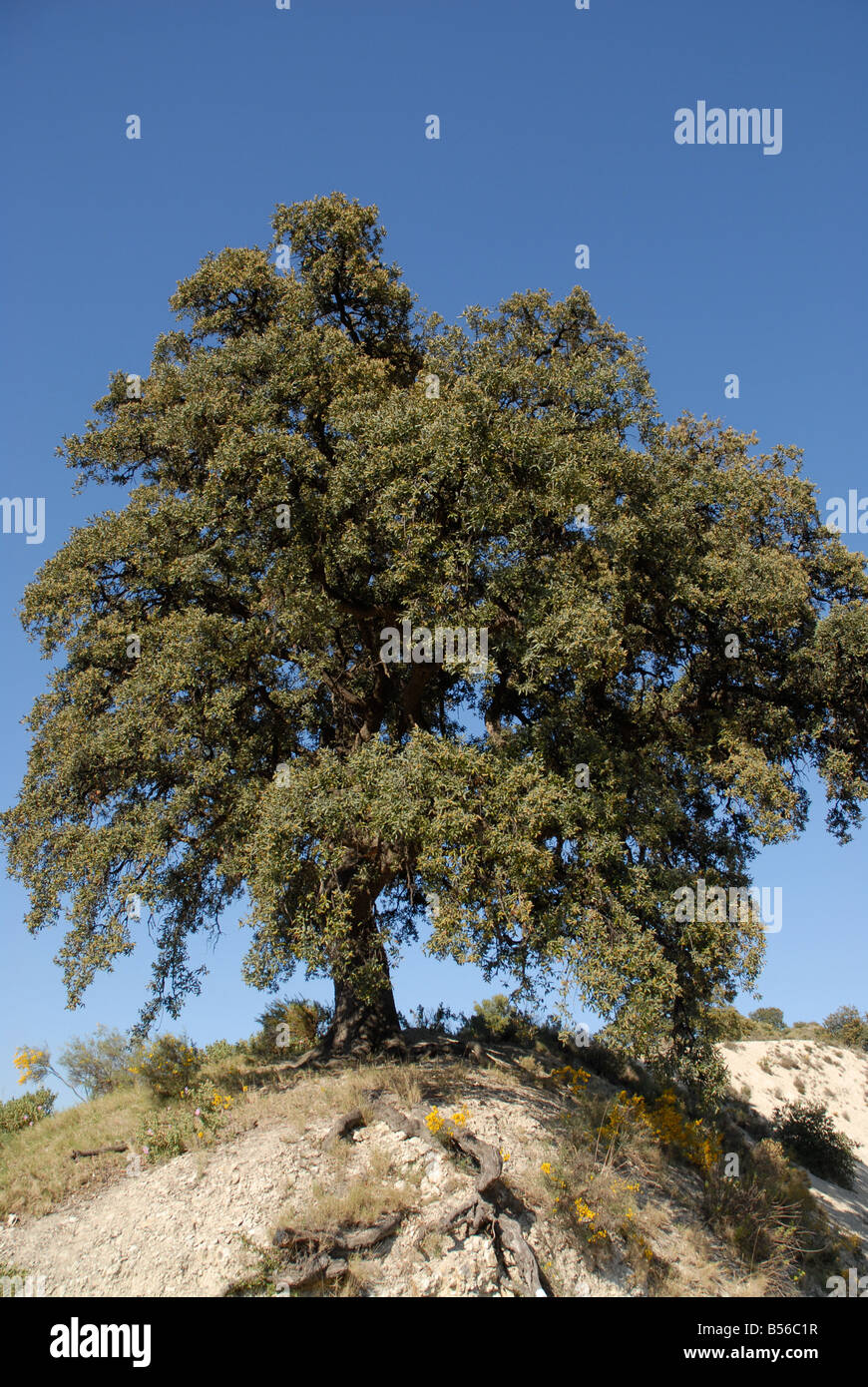 Holm Oak Tree (Carrasca de la tia Sofia, 250 anni) Sierra de Serrella, Provincia di Alicante, Comunidad Valenciana, Spagna Foto Stock