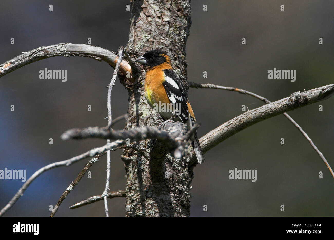 A testa nera Grosbeak melanocephalus Pheucticus maschio appollaiato in un albero at Legacy Marsh Lantzville Isola di Vancouver BC nel Maggio Foto Stock