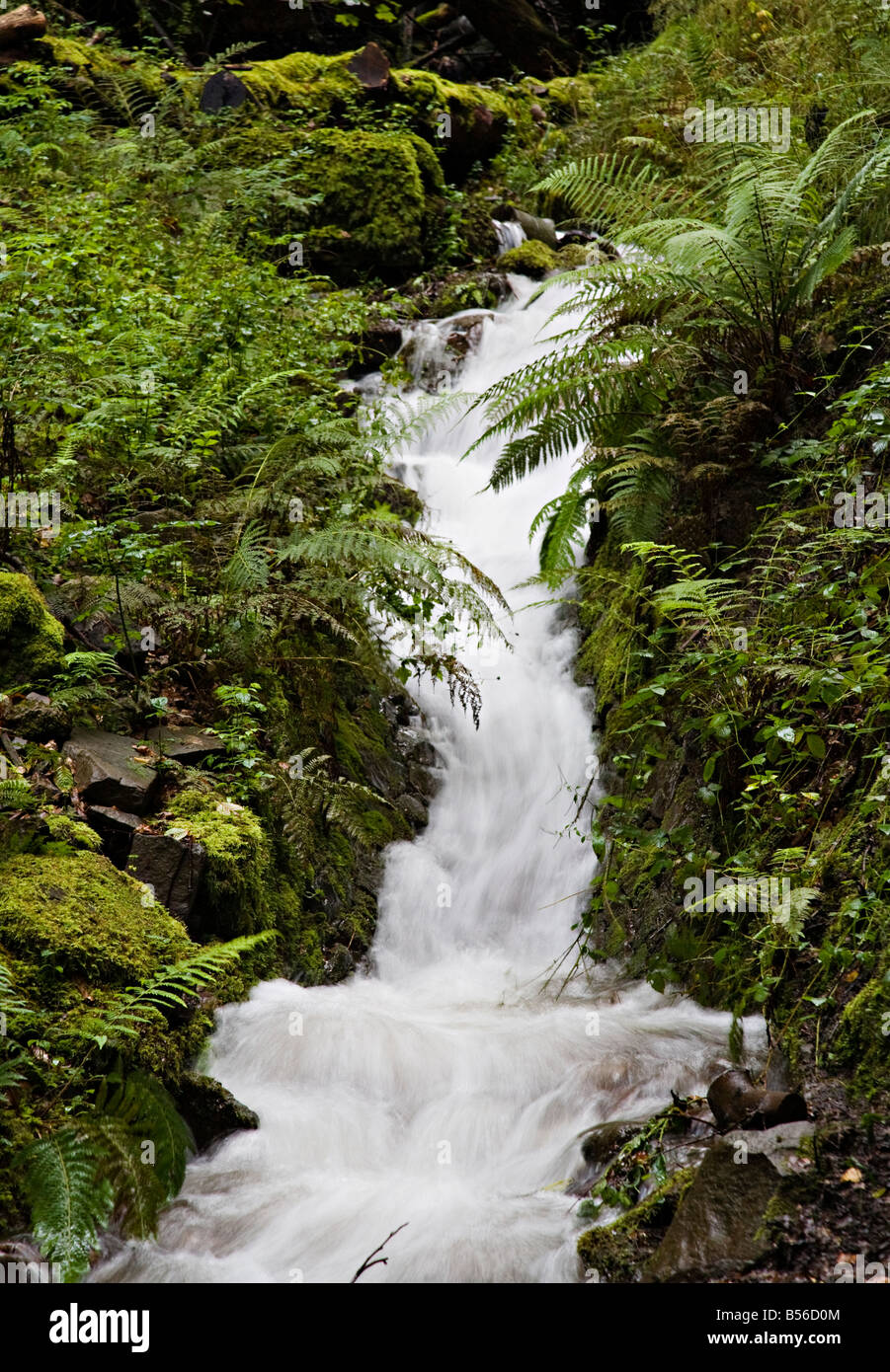 Veloce che scorre acqua nel flusso di foresta Wales UK Foto Stock