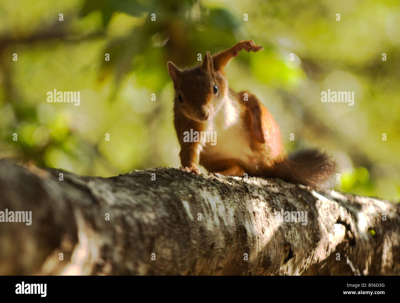 Scoiattolo rosso a Brownsea Island, il porto di Poole, Dorset Foto Stock