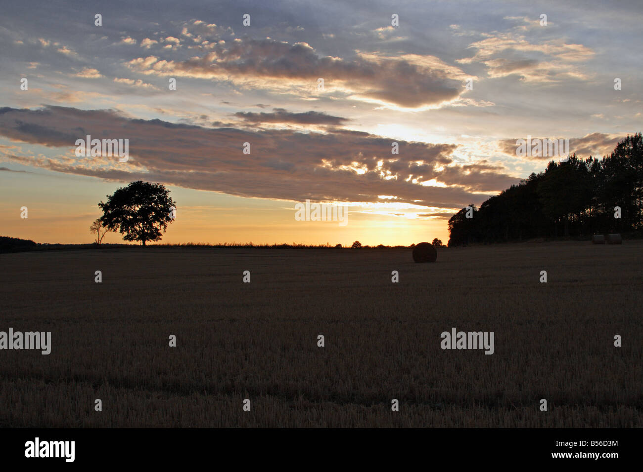 Tramonto con cielo colorati su un campo di raccolto Foto Stock