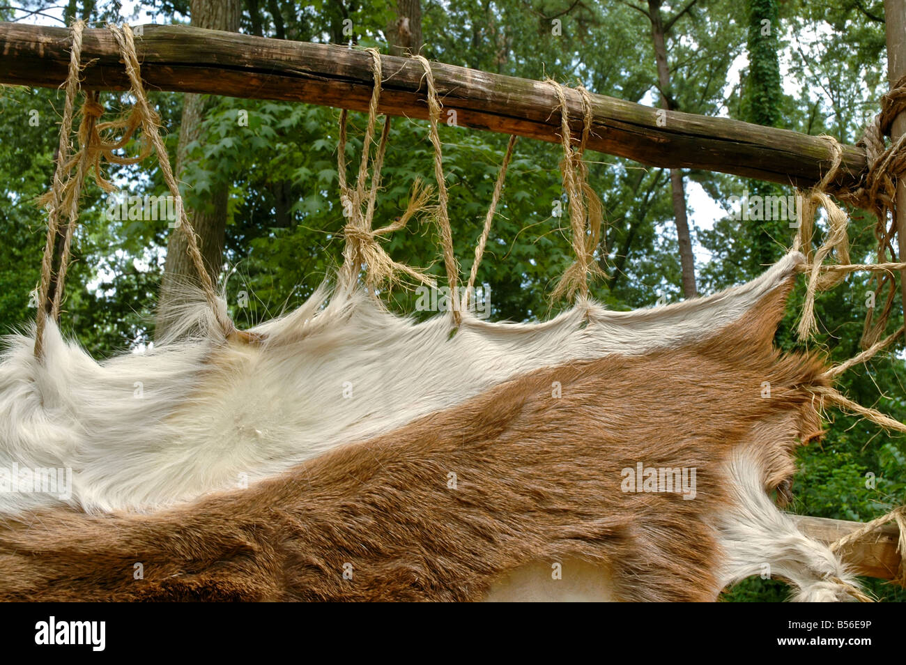 Jamestown Settlement Virginia animale infilate nascondi dal rack in legno va powhatan villaggio indiano Foto Stock