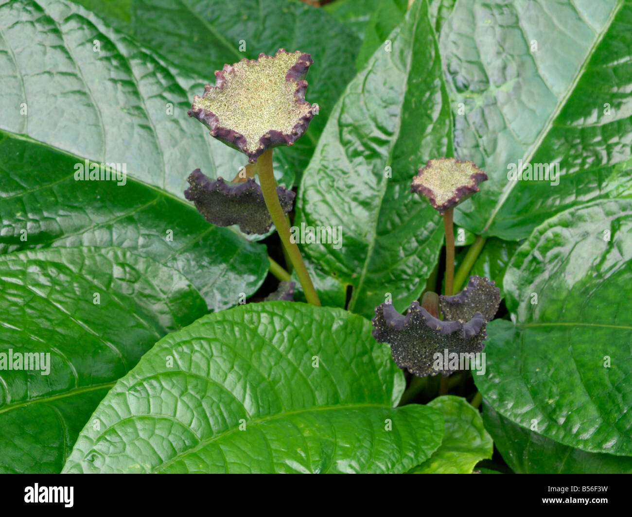 Dorstenia bahiensis Foto Stock