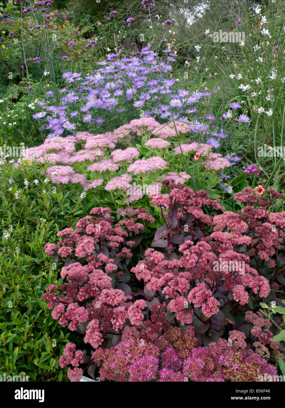 Orpine (sedum telephium 'karfunkelstein' syn. hylotelephium telephium 'karfunkelstein'), vistosi stonecrop (sedum spectabile "brillanti" syn. Foto Stock