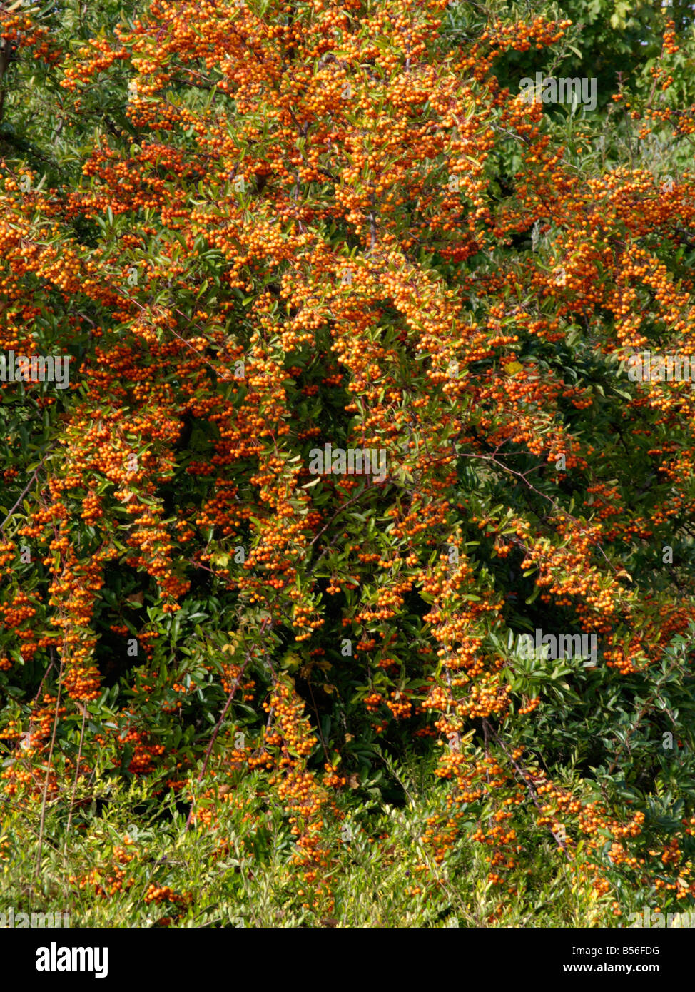 Scarlet firethorn (pyracantha coccinea) Foto Stock