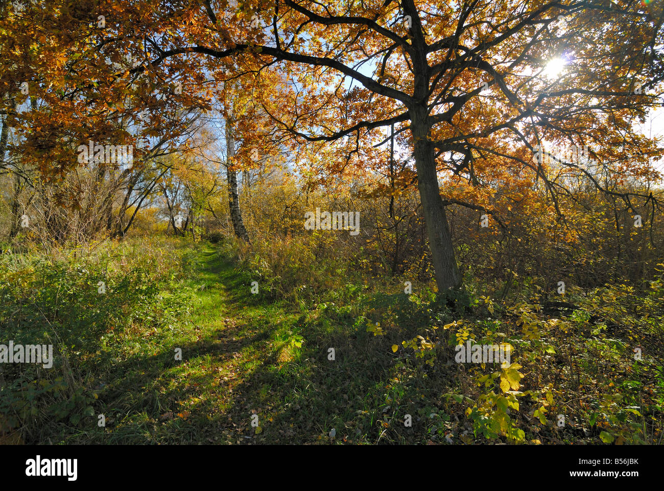 Percorso attraverso una riserva naturale chiamato 'Die Reit' nella zona sud di Amburgo durante l'autunno. Foto Stock