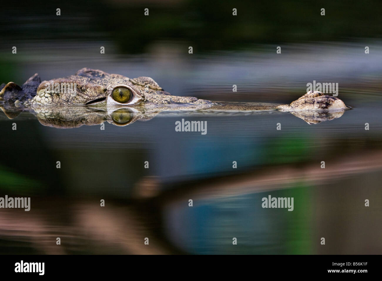 Un alligatore aspettando pazientemente Foto Stock