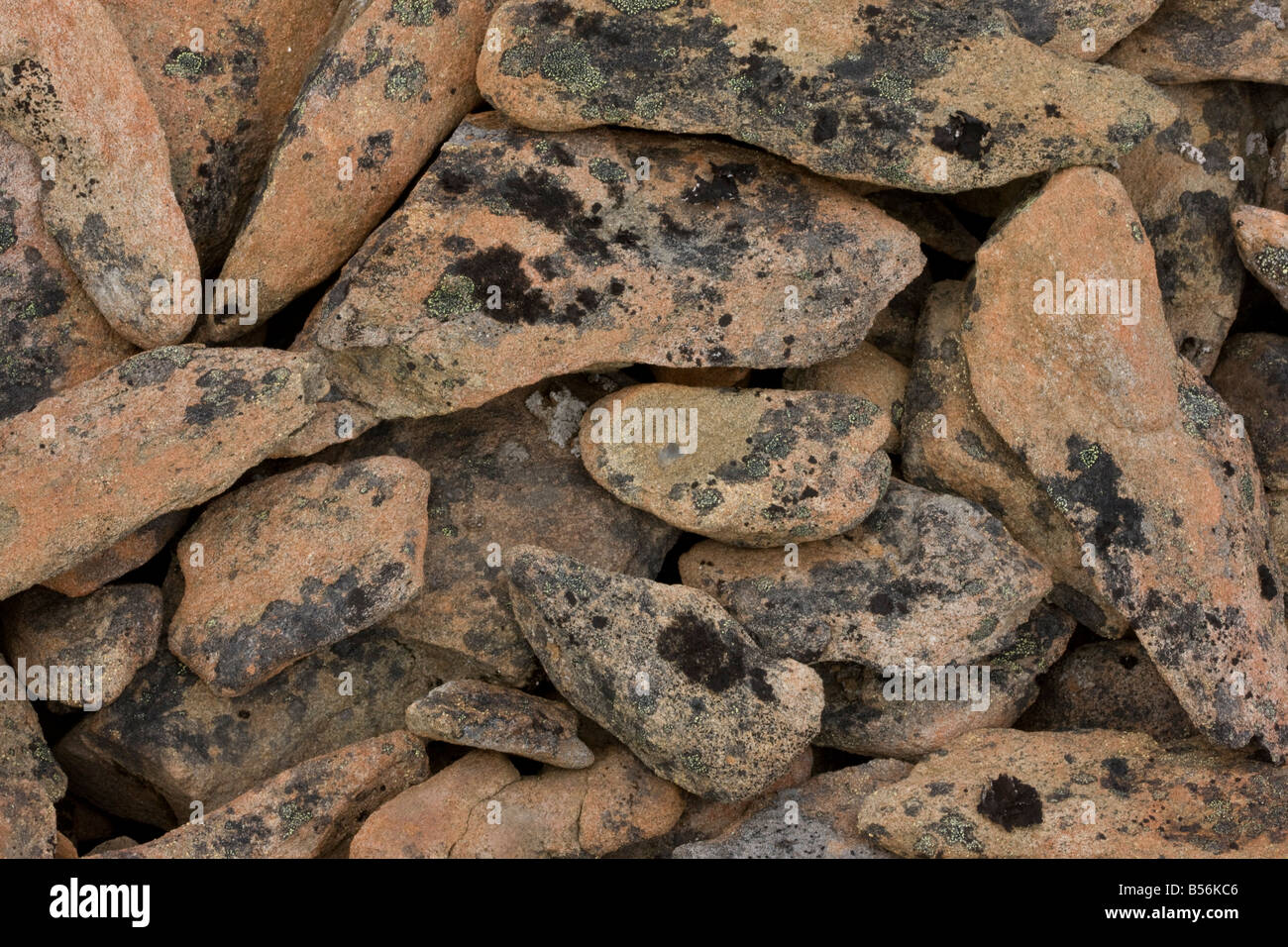 I licheni Sul ghiaione rocce di Hurricane Ridge il parco nazionale di Olympic Washington Foto Stock