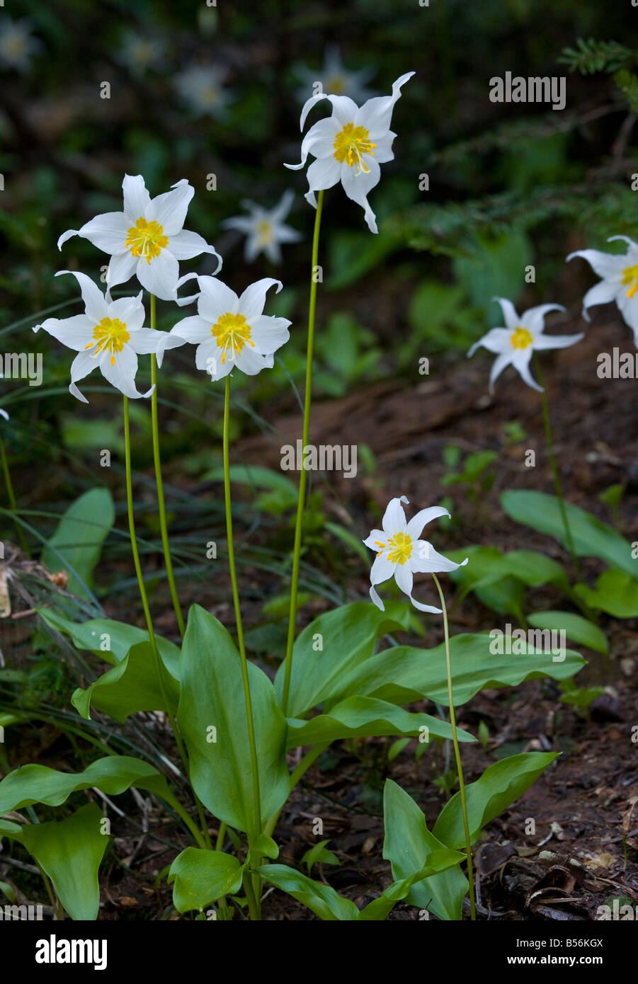 Bianco giglio di valanghe Erythronium montanum Cascade Mountains Oregon Foto Stock