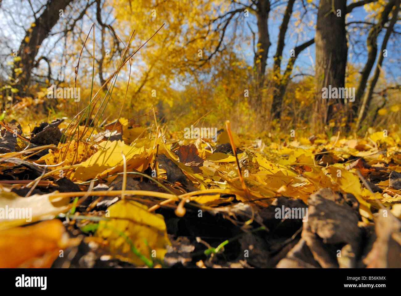 Fogliame in una riserva naturale chiamato 'Die Reit' nella zona sud di Amburgo durante l'autunno. Foto Stock
