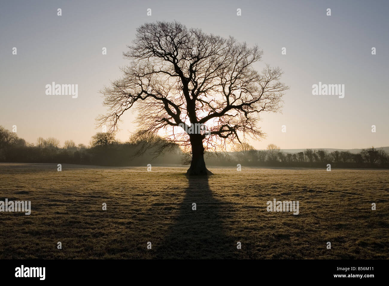 Albero di quercia in inverno Foto Stock