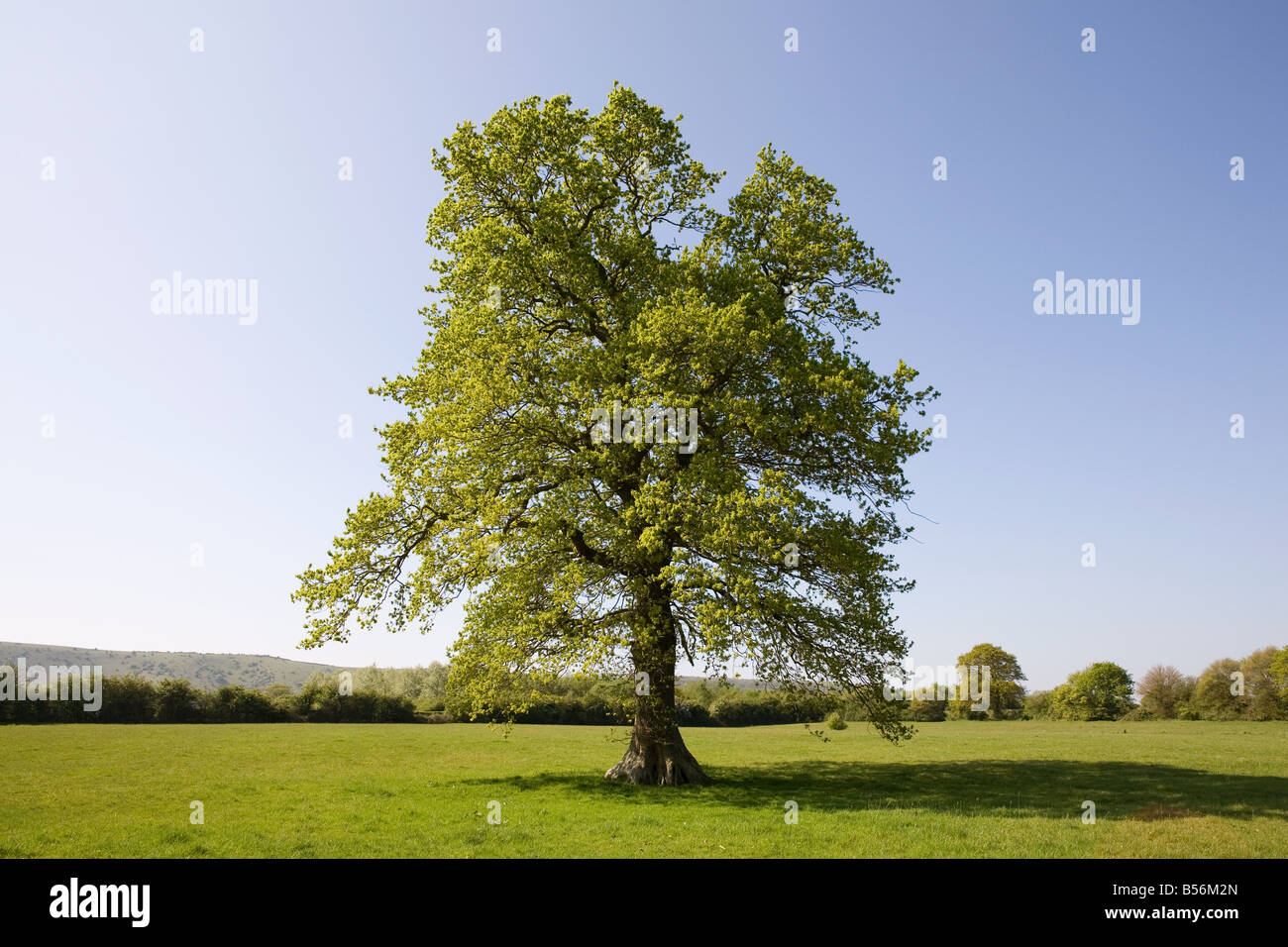 Albero di quercia in estate Foto Stock