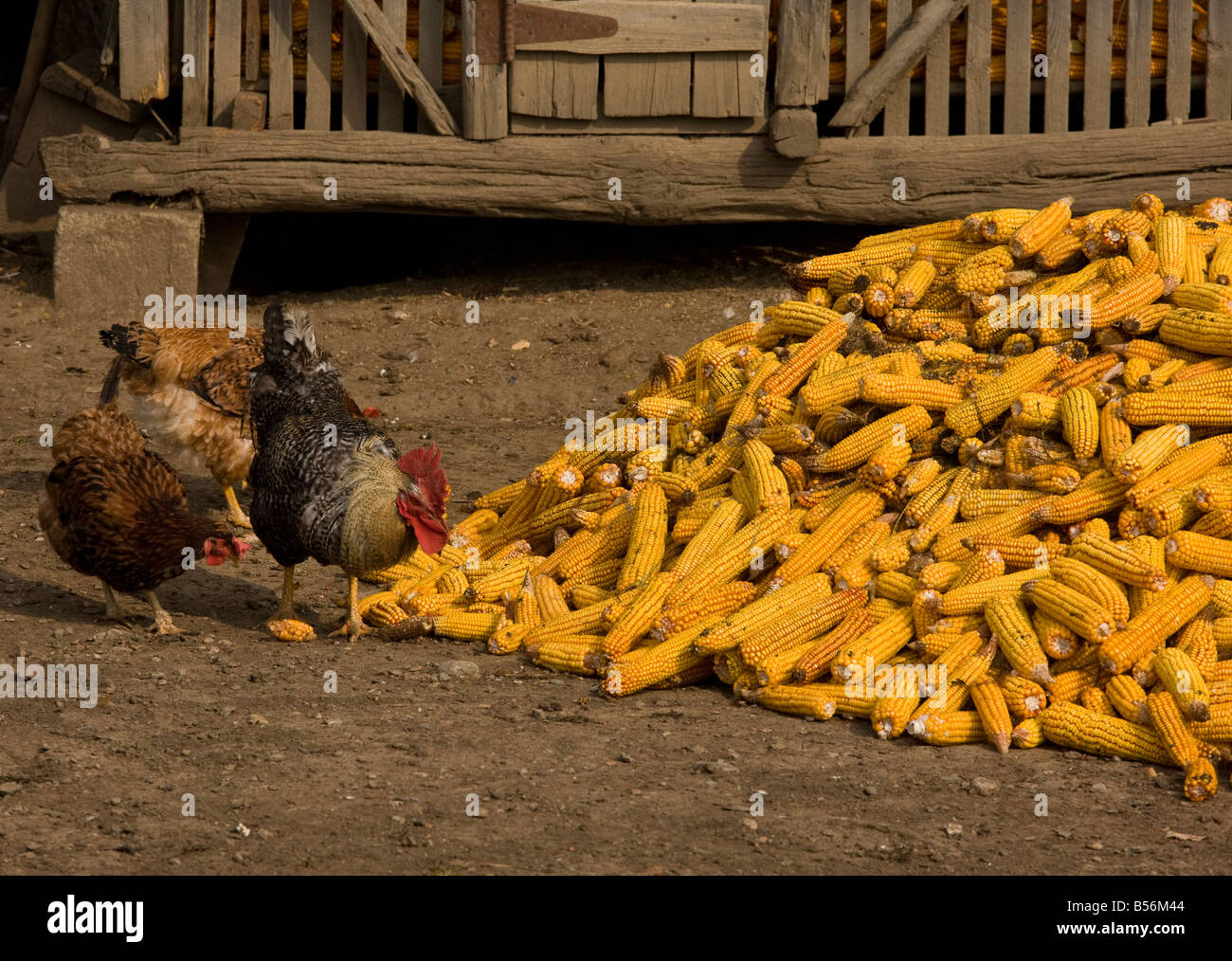 Polli in cortile a mangiare dalla pila di mais o granoturco autunno Romania Foto Stock