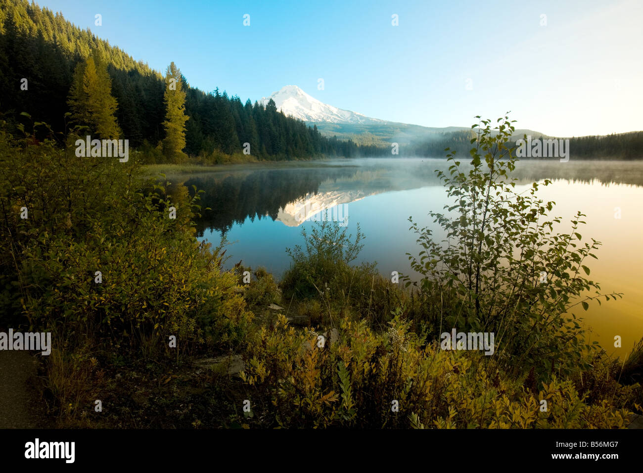 E Mounthood trillium lago Foto Stock