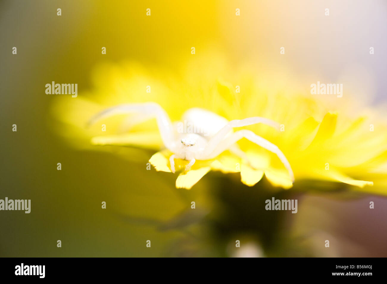 Un ragno su un fiore Foto Stock