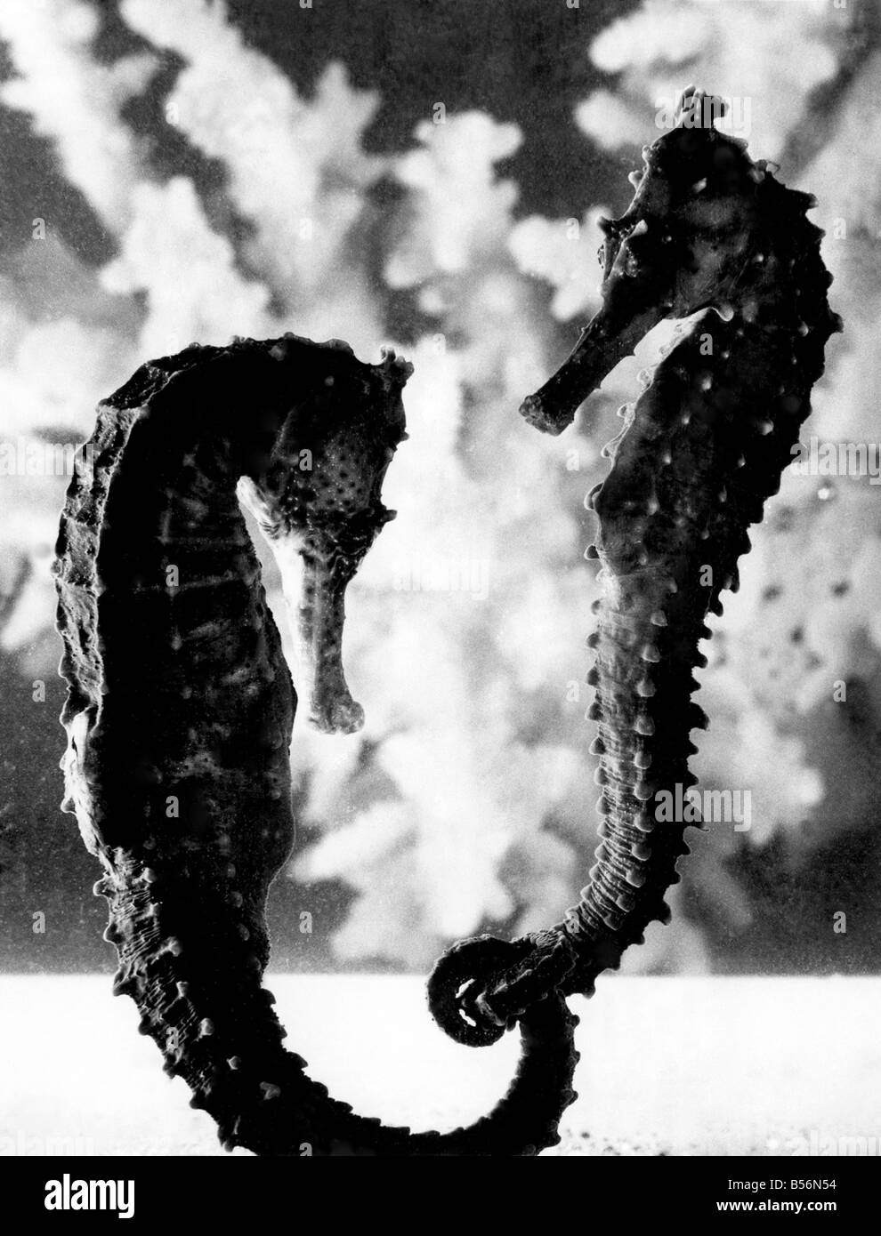 La molla può essere lontano? La delle nevi invernali sembrano essere receding. Il sole sta cominciando a far sentire la sua presenza. I fiori stanno cominciando a comparire e il mare inizia a riscaldarsi. Essa si sente realmente come se la molla è a suo modo, quando un giovane di fantasia, tradizionalmente svolte a pensieri di Amore. Al di sotto del mare di superficie che significa stare insieme per questa coppia di cavalli di mare. Febbraio 1977 P009047 Foto Stock