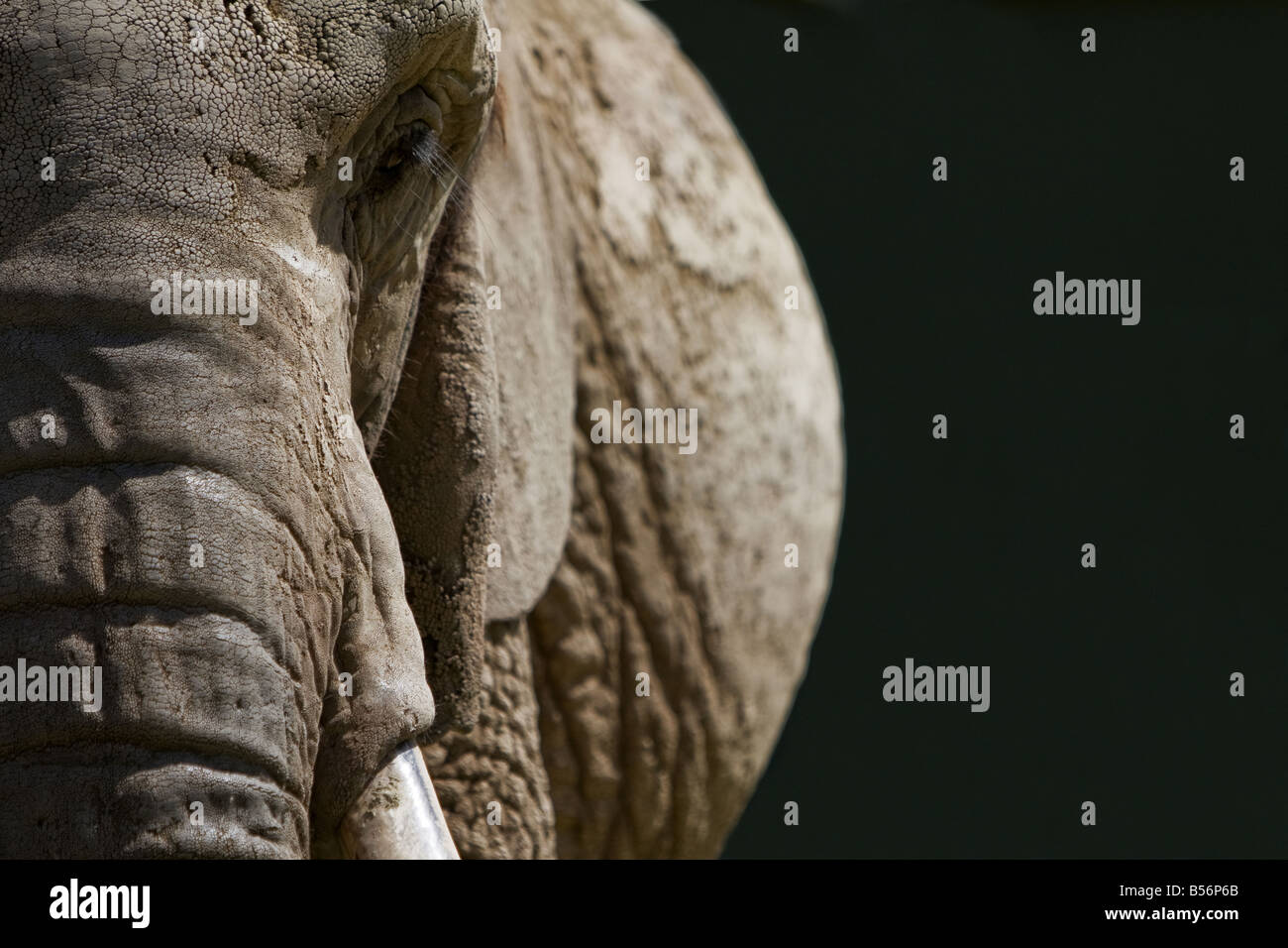 Una il portrait di un elefante con un senso di spazio e potenza Foto Stock