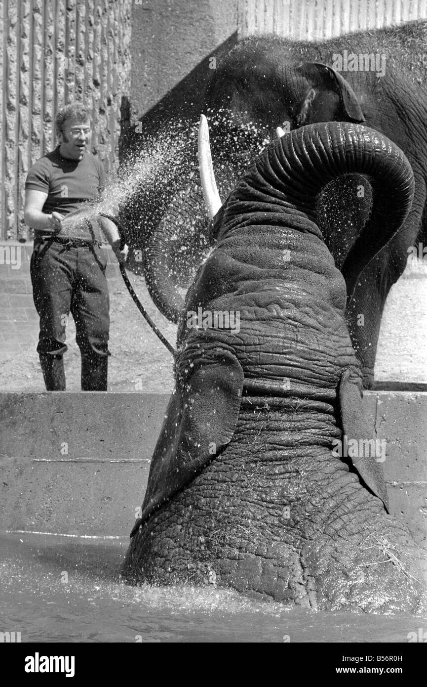 Tony Hennesy, uno degli zoo di Londra Elephant ospitano i detentori, cercando di ottenere un elefante ndian troppo hanno un bagno;Maggio 1977;77-2903-00 Foto Stock