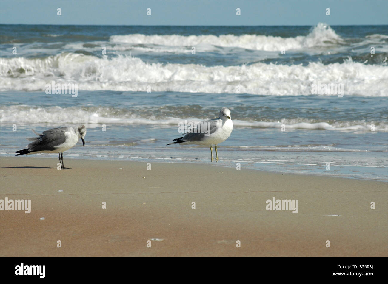 Gabbiani sulla Daytona Beach, Florida, Stati Uniti d'America Foto Stock