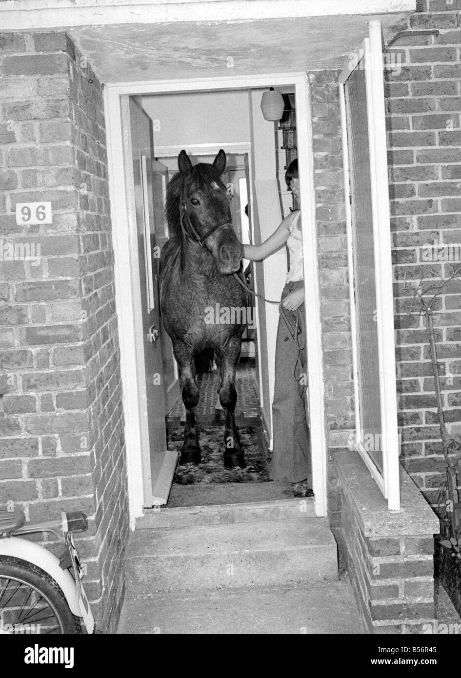 Sam il pet pony a piedi attraverso la sua abitazione dei proprietari per ottenere attraverso il suo lussuoso stabile alla fine del giardino in Woodingdean, Brighton;Maggio 1977;77-3036-004 Foto Stock