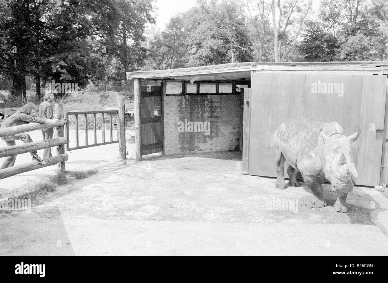 Nicole il 3 ton rhino in attesa di avere il suo corno rimosso con una sega a Longleat Safari Park nel Wiltshire Agosto 1978 78 3992 001 Foto Stock