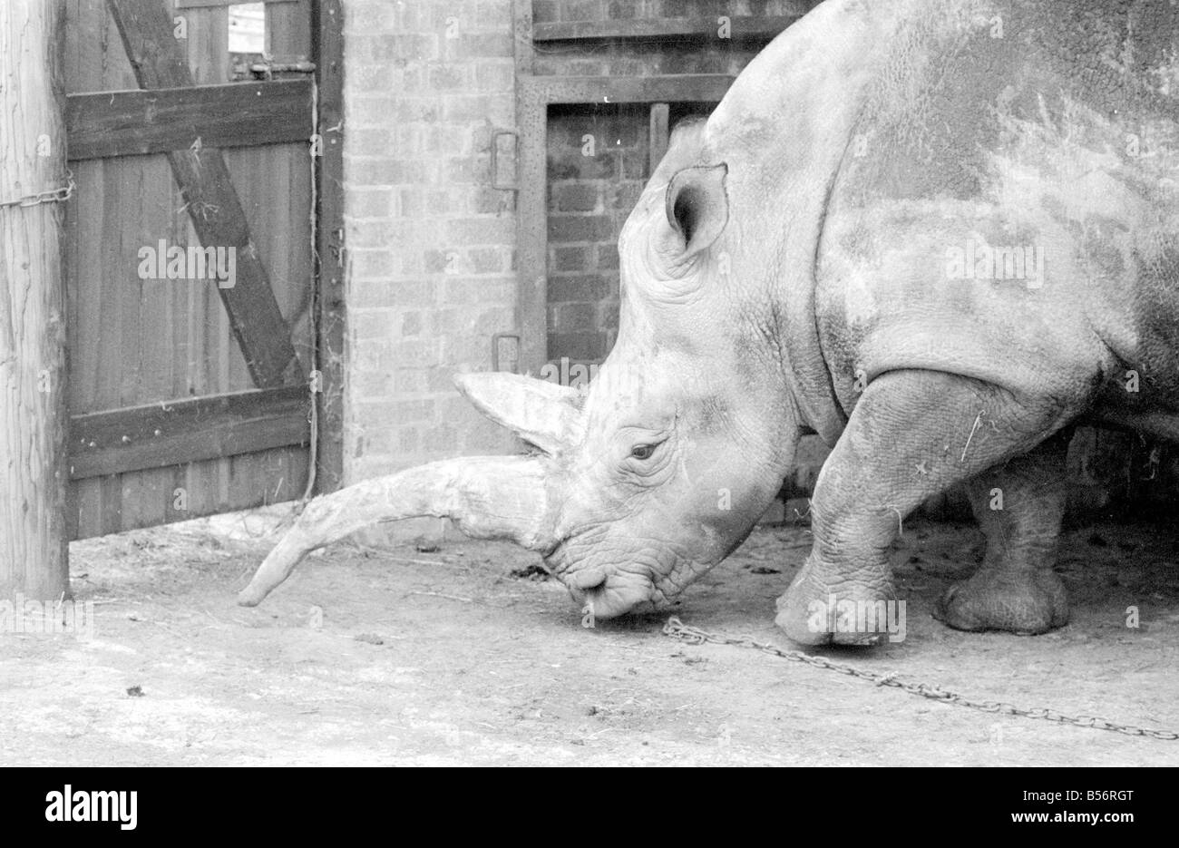 Nicole il 3 ton rhino in attesa di avere il suo corno rimosso con una sega a Longleat Safari Park nel Wiltshire Agosto 1978 78 3992 002 Foto Stock