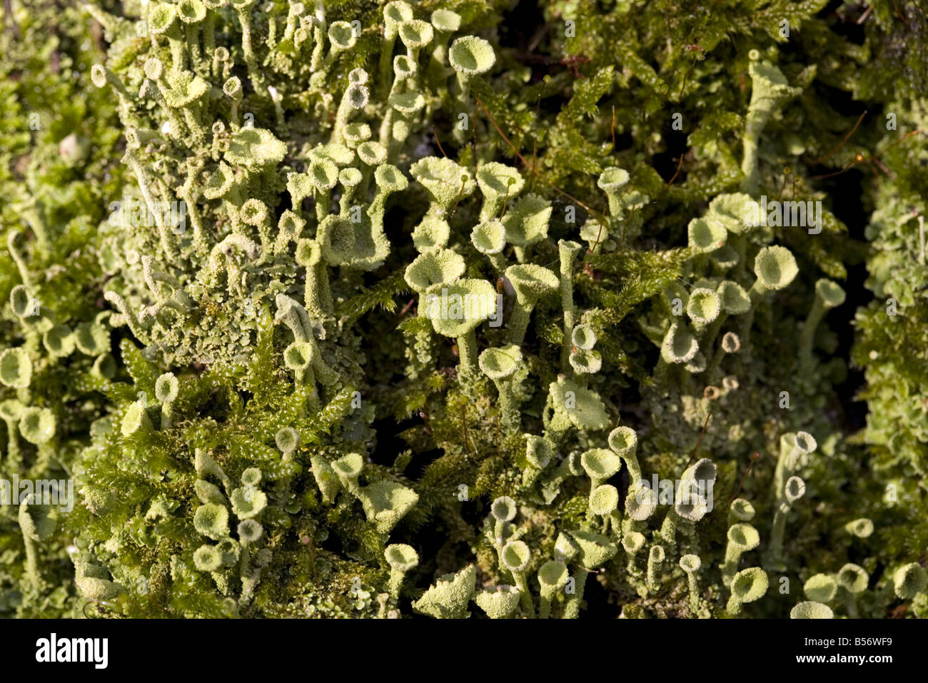 Il Lichen False Pixie Cup (Cladonia chlorophaea) Foto Stock