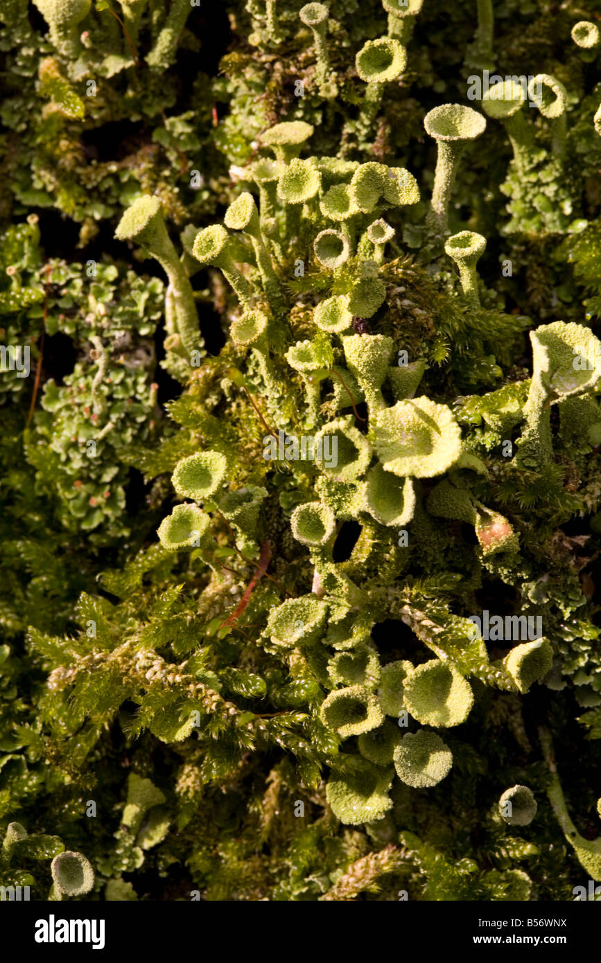 Il Lichen False Pixie Cup (Cladonia chlorophaea) Foto Stock