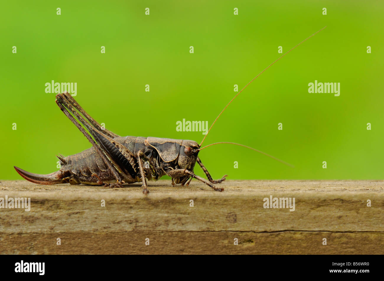 Dark Bush Cricket - Platycleis denticulata Foto Stock