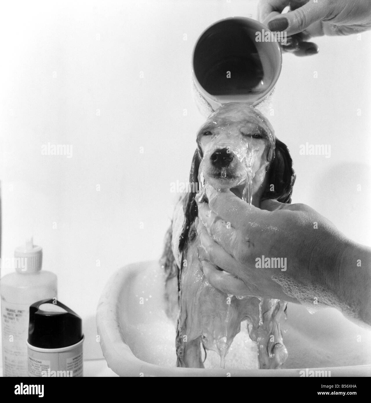 Barboncino posseduti da Miss Marilyn Willis visto qui come ottenere il completo trattamento di bellezza, shampoo e manicure presso il locale salone di bellezza. Gennaio 1975 75-00353-002 Foto Stock